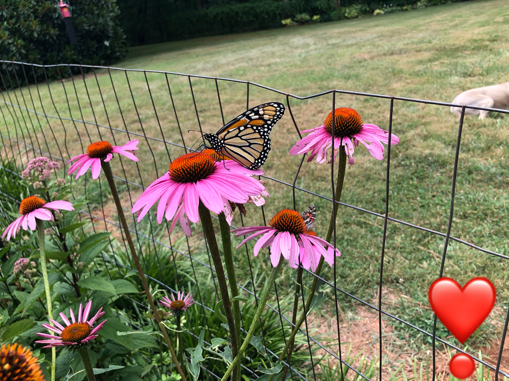 Hillsborough is BEE-utiful: Celebrating National Pollinator Week