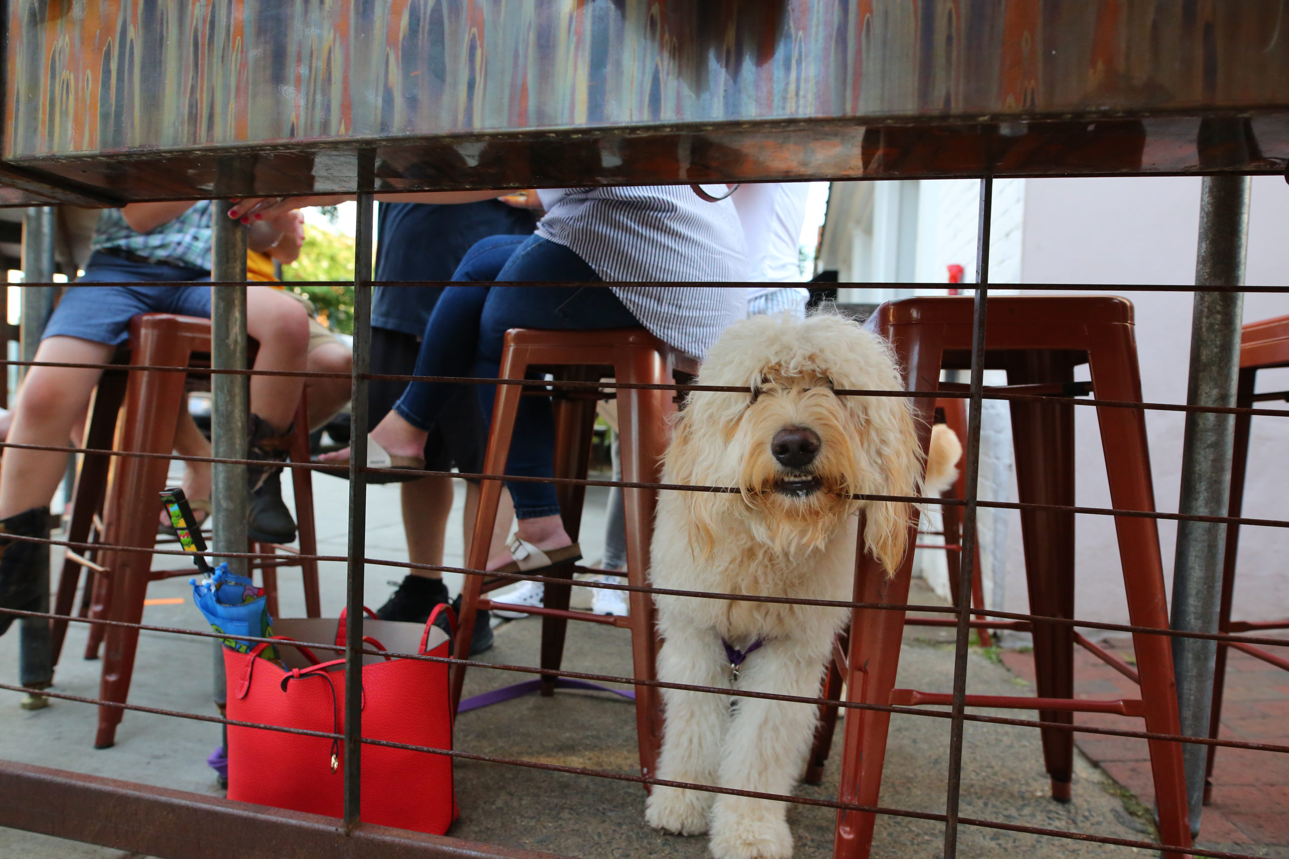 The Dog Days of Summer in Hillsborough