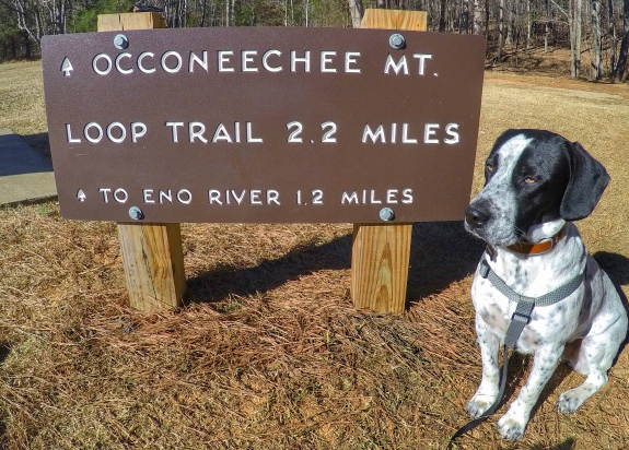 The Dog Days of Summer